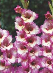 GLADIOLUS -
