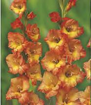 12 227A 10 Gladiolus