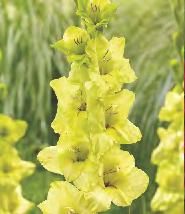 Gladiolus orange