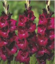 'Vasto' 12 224B Gladiolus