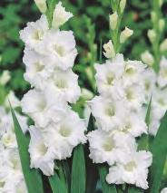 224C Gladiolus Sunshine