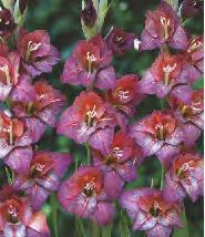 120-140 10 Gladiolus