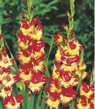 GLADIOLUS - "16" 12/14