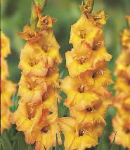 Gladiolus Olympic Flame