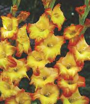 10 Gladiolus Buggy