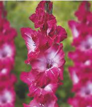 Gladiolus Stereo 'Stereo'