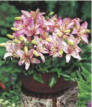 Lilium Canova 'Canova' Lilium