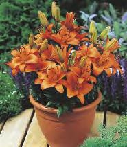 Mapira 'Mapira' 12-15 20 80-