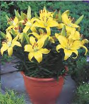 LILIUM - Azjatycka "2"16/18