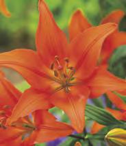Lilium Navona 'Navona' Lilium