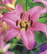 12-15 20 SHOWBOX 47 LILIUM -