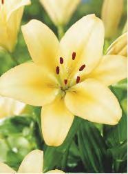 47C 47D 47E Lilium Ivory Pixie