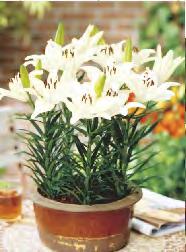 Pride' Lilium Bright Pixie