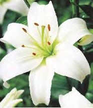 SHOWBOX 44 LILIUM - Azjatycka