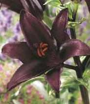 44D 44E Lilium red czerwona