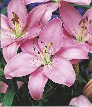 pink różowa Lilium white biała