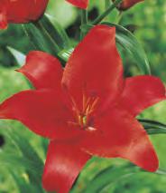 SHOWBOX 45 LILIUM - Azjatycka