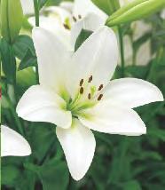 Lilium Menorca 'Menorca'