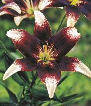 LILIUM - Azjatycka