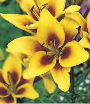 'Whistler' 12-15 20 Lilium
