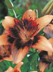 16/18 Lilium Annemarie's