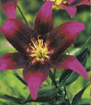 Pleno 'Flore Pleno' 12-15 20