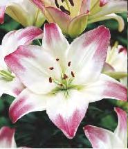 'Crystal Star' 12-15 20 228A