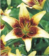 SHOWBOX 48 Lilium Lollypop