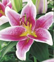 'Salmon Star' 12-15 20