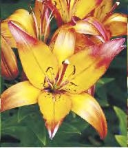 48C 48D 48E 70 Lilium
