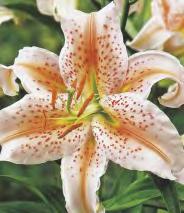 Lilium Linda 'Linda' 20