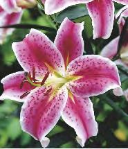 20 SHOWBOX 49 Lilium