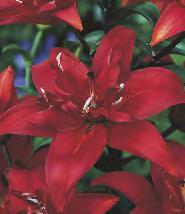 Dream' 12-15 20 Lilium