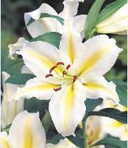SHOWBOX 52 LILIUM -