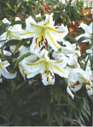 'Sweet Rosy' Lilium Miss