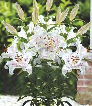 Lilium Dizzy orientalna