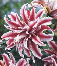 orientalna 'Lulu' Lilium