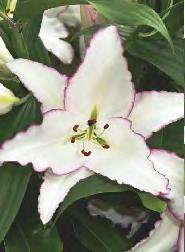 SHOWBOX 55 LILIUM - Lilie