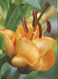 Lilium Double Sensation