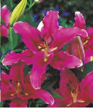 52C 52D 52E Lilium Brasilia