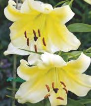Lilium Fifty Fifty 'Fifty