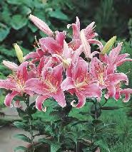 'Venezuela' 12-15 20 Lilium