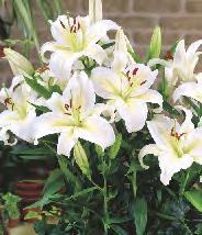 Lilium Casablanca