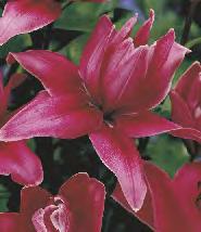 SHOWBOX 53 LILIUM -