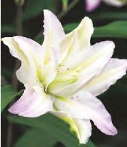 53B 53C 53D 53E Lilium