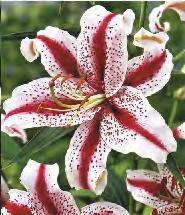Lilium Little John 'Little