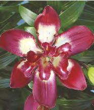 'Gisborn' Lilium Mona Lisa