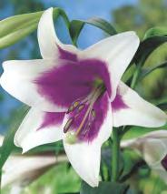 LILIUM - Drzewiasta OT Hybride