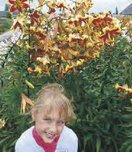 SHOWBOX 58 57D 150-200 Lilium