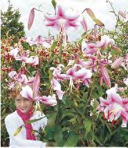 20 57E 150-200 12-15 Lilium